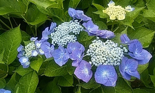 紫陽花栽培