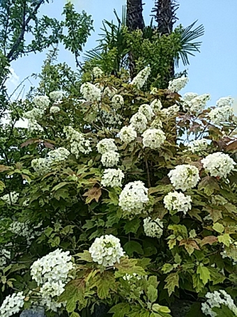 紫陽花栽培 紫陽花栽培